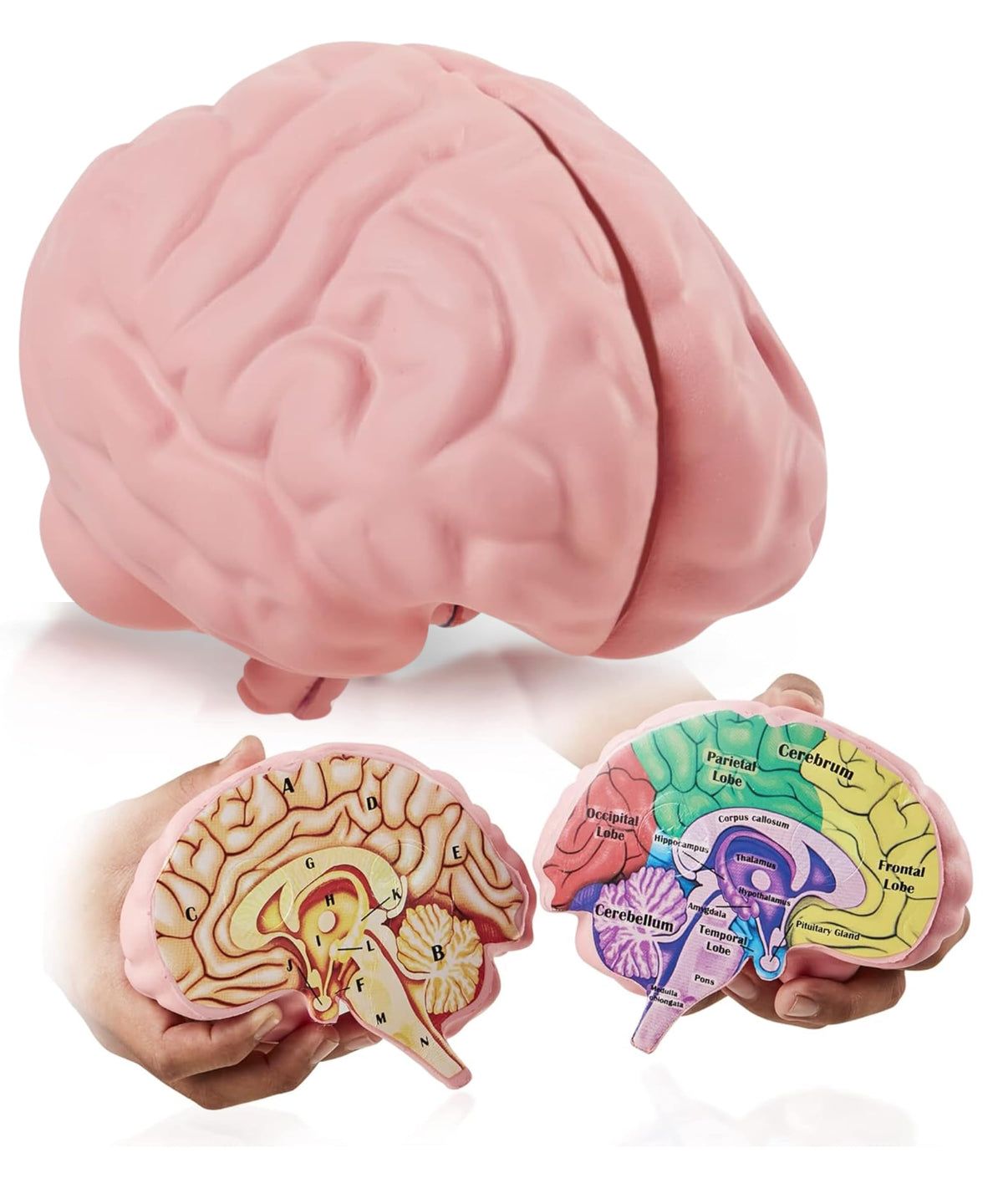 Cross Section Foam Brain Model, Great Educational Tool for Learning & Teaching Human Anatomical Function, Psychology, Biology or Science, Easy to Use 